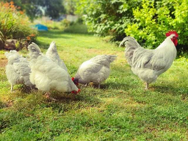 Інкубаційне яйце птиці різних порід Суссекс - колумбія,фарфор,лаванда.