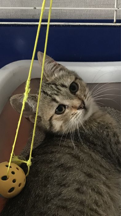 Котёнок возраст 2месяца в самые добрые руки