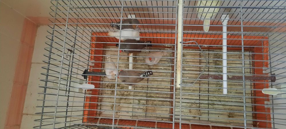 mandarins de várias cores