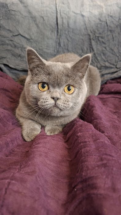 Шотландська сіра прямовуха кішечка