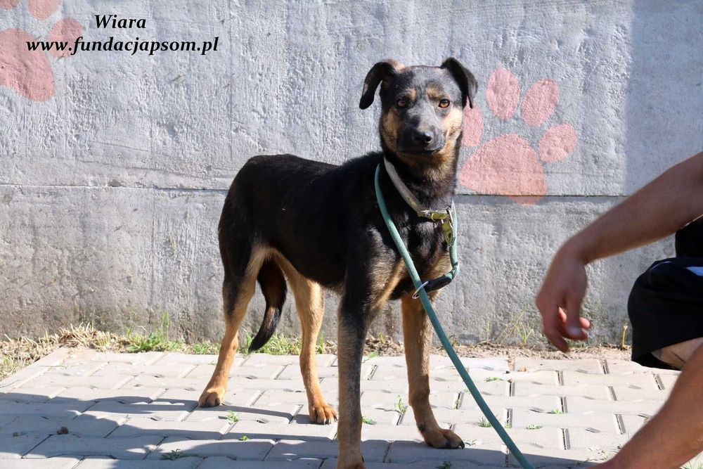 Wiara - delikatna sunieczka