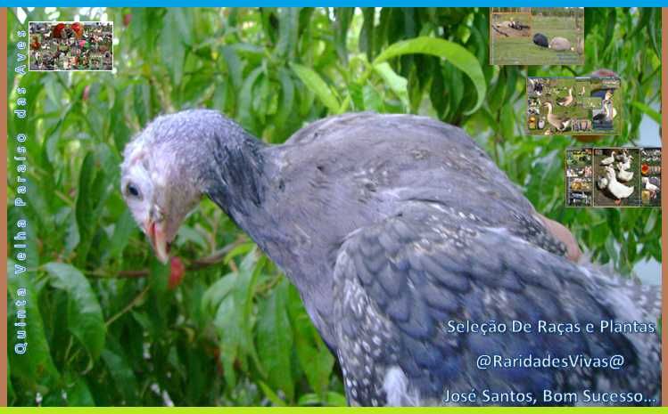 Galinhas D'Angola Gigantes Coloridas ( 70 cm unha ao bico + )