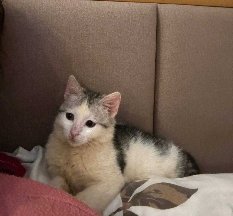 Кошеня Ромася в пошуку родини