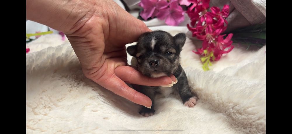 Chihuahua długowłosy mini xs chłopczyk do 2kg