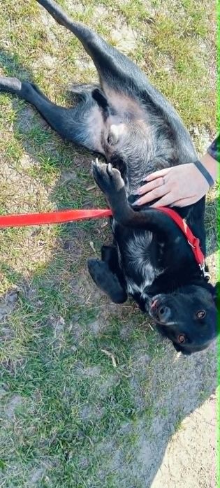 Fajny psiak do adopcji