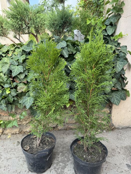 Туя, можжевельник, кипарисовик, ялинка.