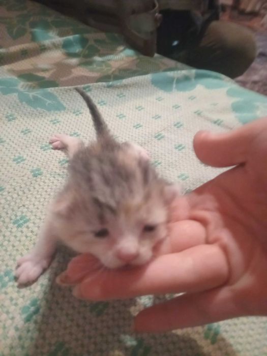 Котята в хорошие руки