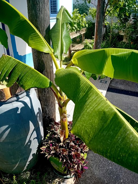 Bananeira em vaso grande de barro