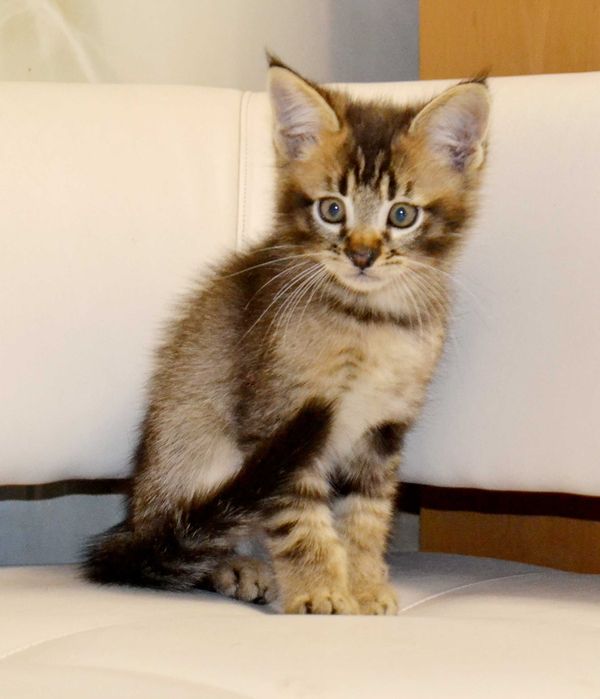 Маленькая рысь! Крупные котята чаузи!