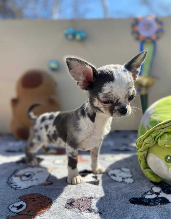 Щенки чихуахуа из питомника