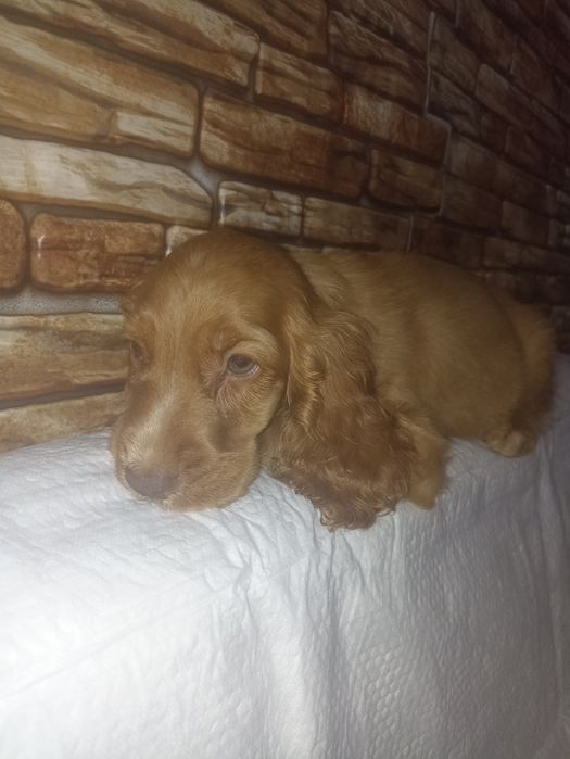 Хлопчик англійського спаніеля