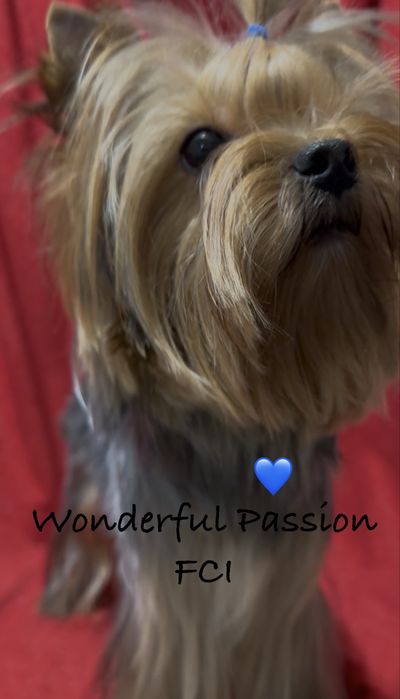York Odchowany piesek po Championie PL, yorkshire terrier, pies ZKwP,  FCI