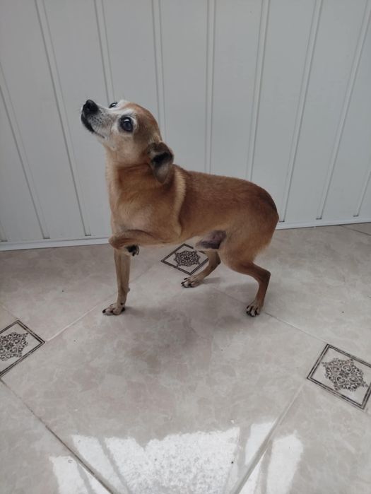 Загубилася собачка