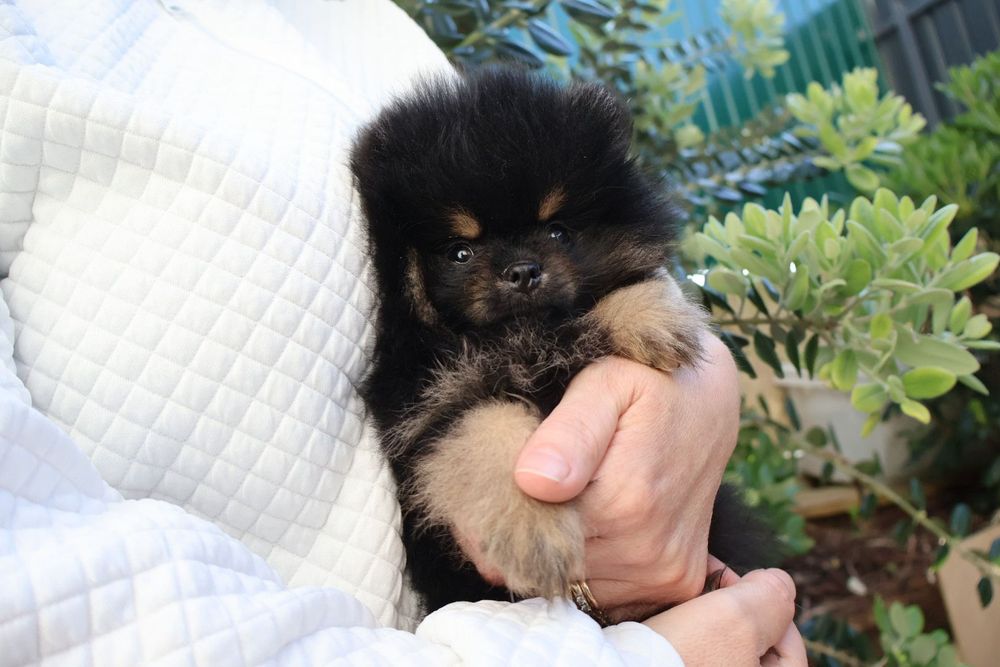 Spitz anão. Lulu da Pomerânia.  Pedigree. Lop e Afixo Perfeito