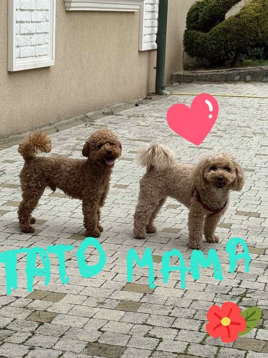 Терміново!!! Продаж міні мальтипу