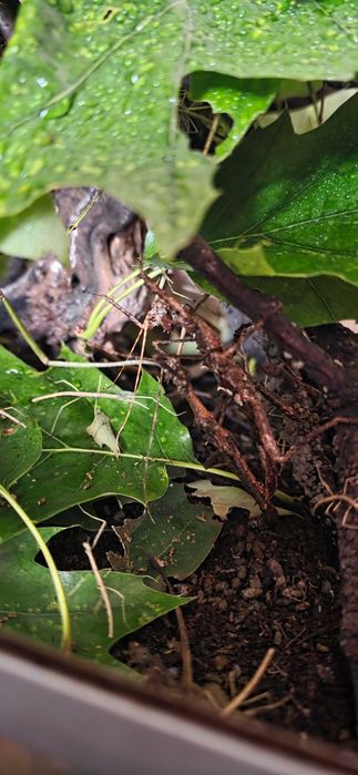 Terrarium z  straszykami filipinskimi