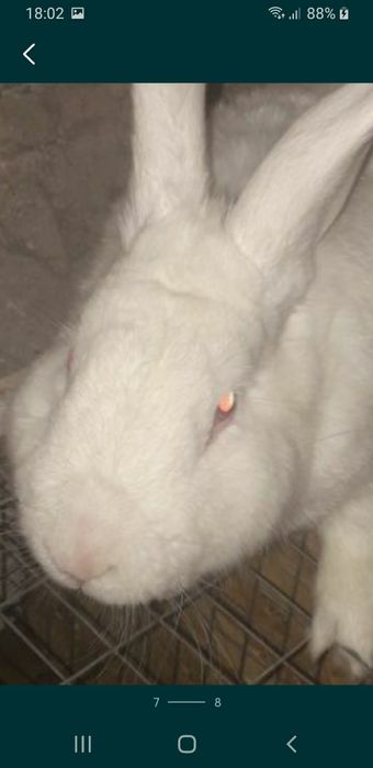 Серебро термон белый