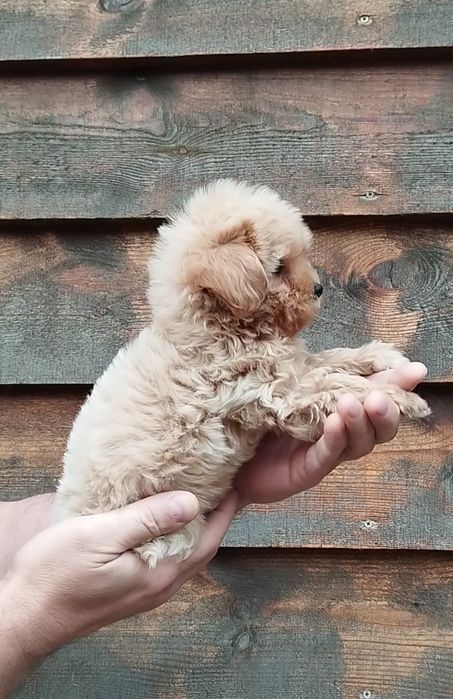 Мальтипу F1 и F2