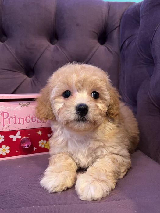 Дівчинка шукає найкращу родину