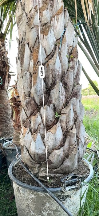 Palmeira Butia Capitata- Exemplares