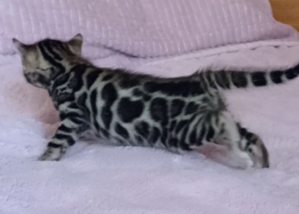 Бенгальские котята, бенгальські кошенята