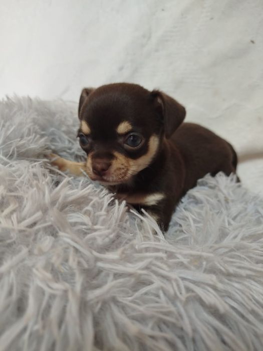 Chihuahua macho pelo curto