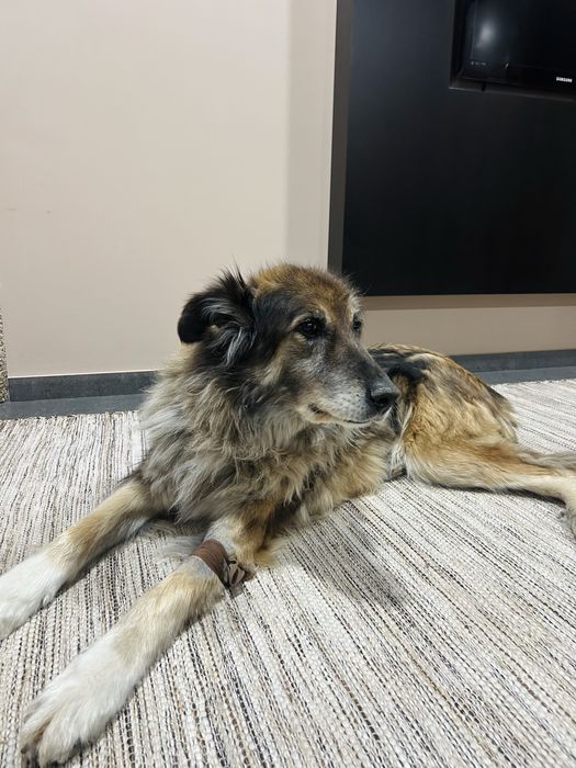 Petsitting e dogwalking