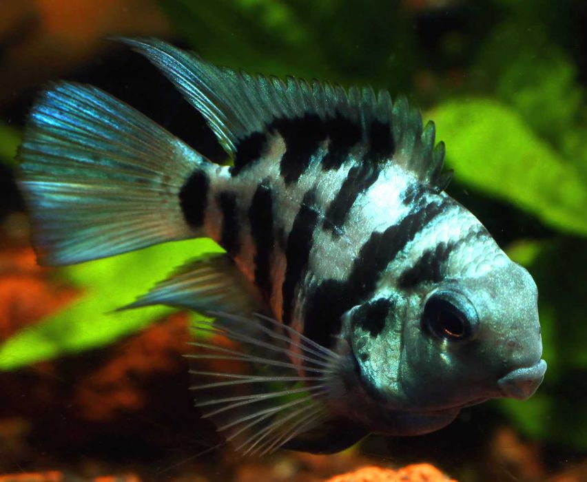 Pielęgnica papuzia odmiana BLUE TIGER - Cichlasoma parrot - dowozimy