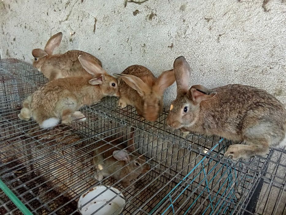 Coelhos caseiros