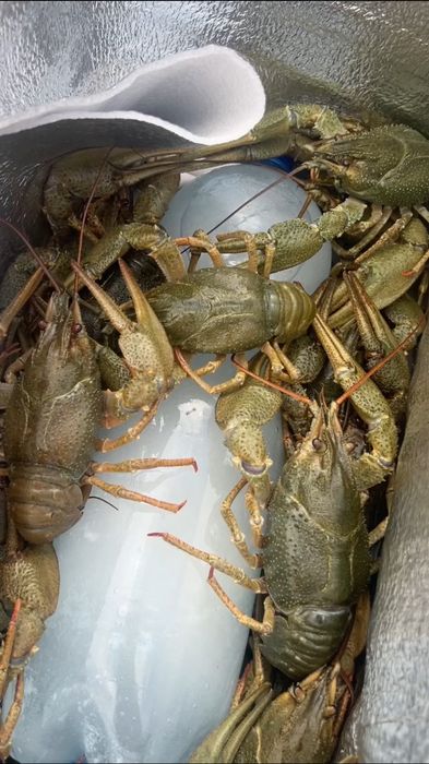 Живі раки в наявномті, краща ціна!