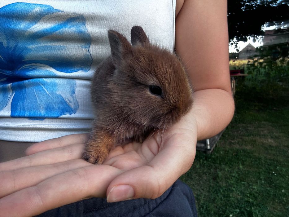 Króliczek teddy