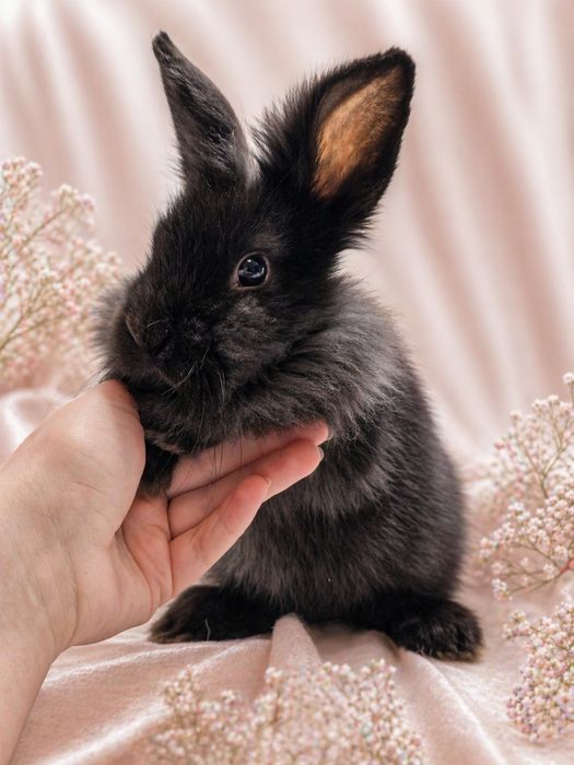 Декоративные кролики, домашние крольчата