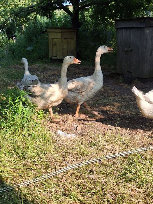 Продам молоді гуси