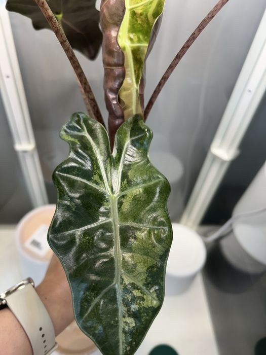 Alokazja PseudoSanderiana Pink Variegata bulwa nr 1