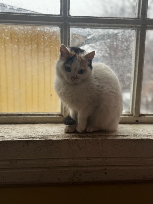Дівчатка котики