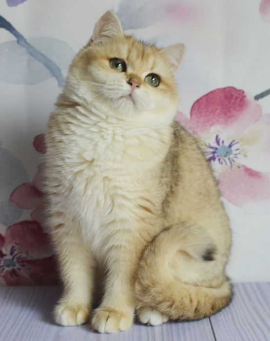 Британська  золота шиншила Тася