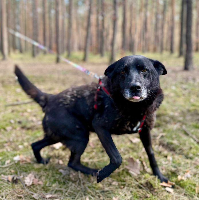 Cudowny Bogduniu czeka na dom!