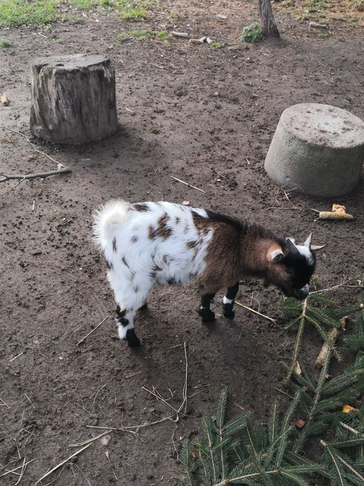 Sprzedam capka miniaturkę