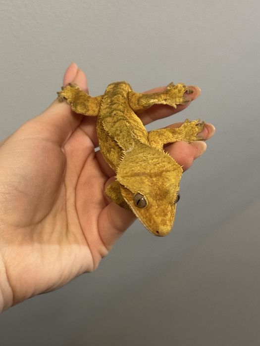 Gekon orzęsiony Dorosły Samiec Odmiany Bringle