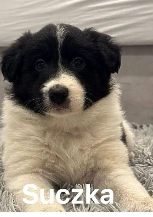 Border collie do odbioru