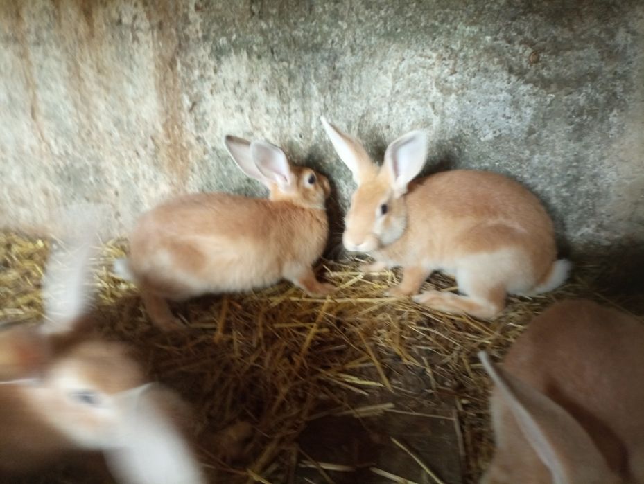 Coelhos (machos e fêmeas) com cerca de 3 meses