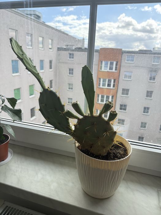 Opuntia dillenia, kaktus