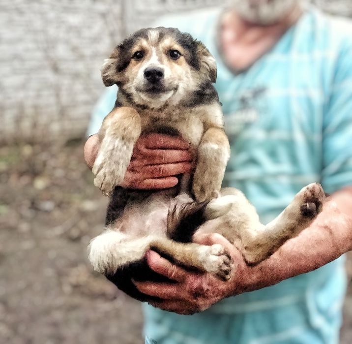 Безкоштовно! Цуценята в добрі руки