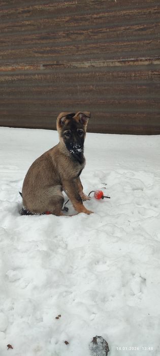 Продається цуценя німецької вівчарки, робоча лінія. Хлопчик