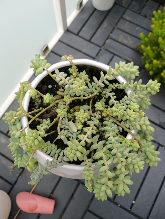Sedum buritto rozchodnik morgana