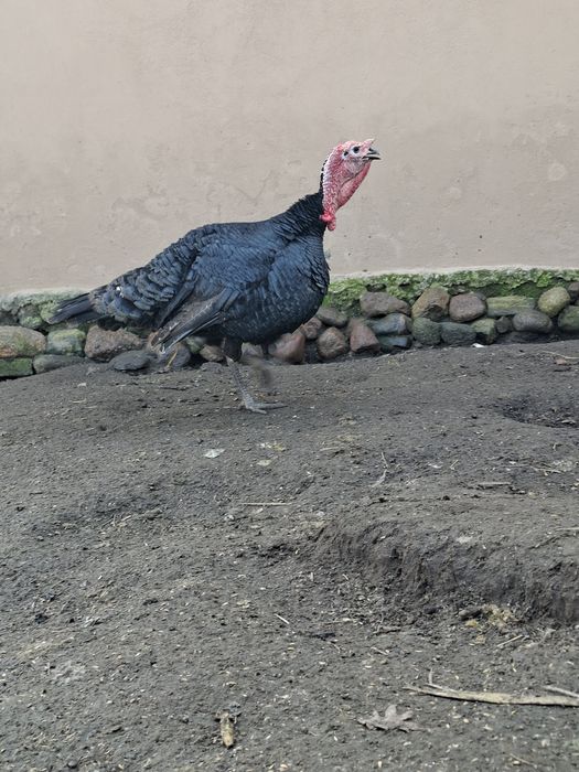 Indyki-Indyczki z własnej hodowli