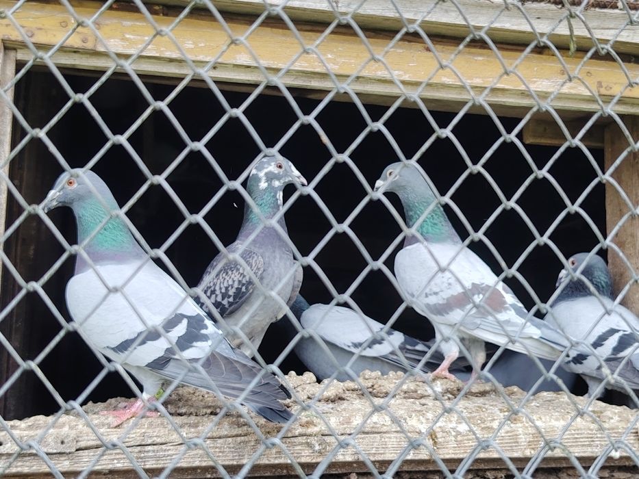 Gołębie pocztowe sprzedam
