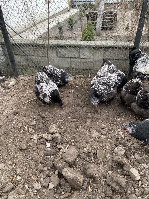 Кури брама срібло інк яйця