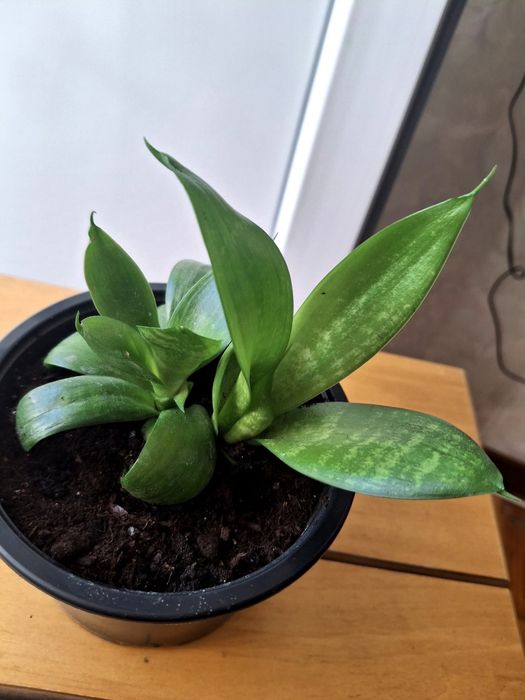 Сансев’єрія (вазон)