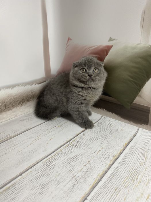 Шотландские котята девочка страйт